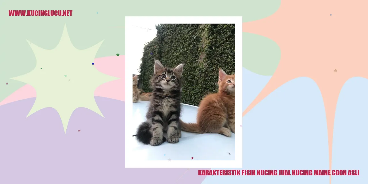 Gambar Kucing Maine Coon Asli