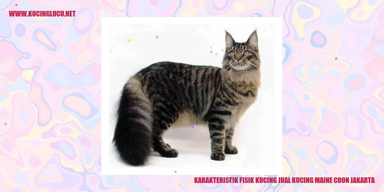 Karakteristik Fisik Kucing Maine Coon