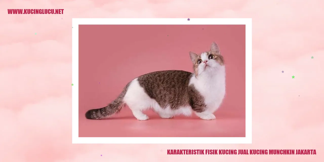 Karakteristik Fisik Kucing Munchkin
