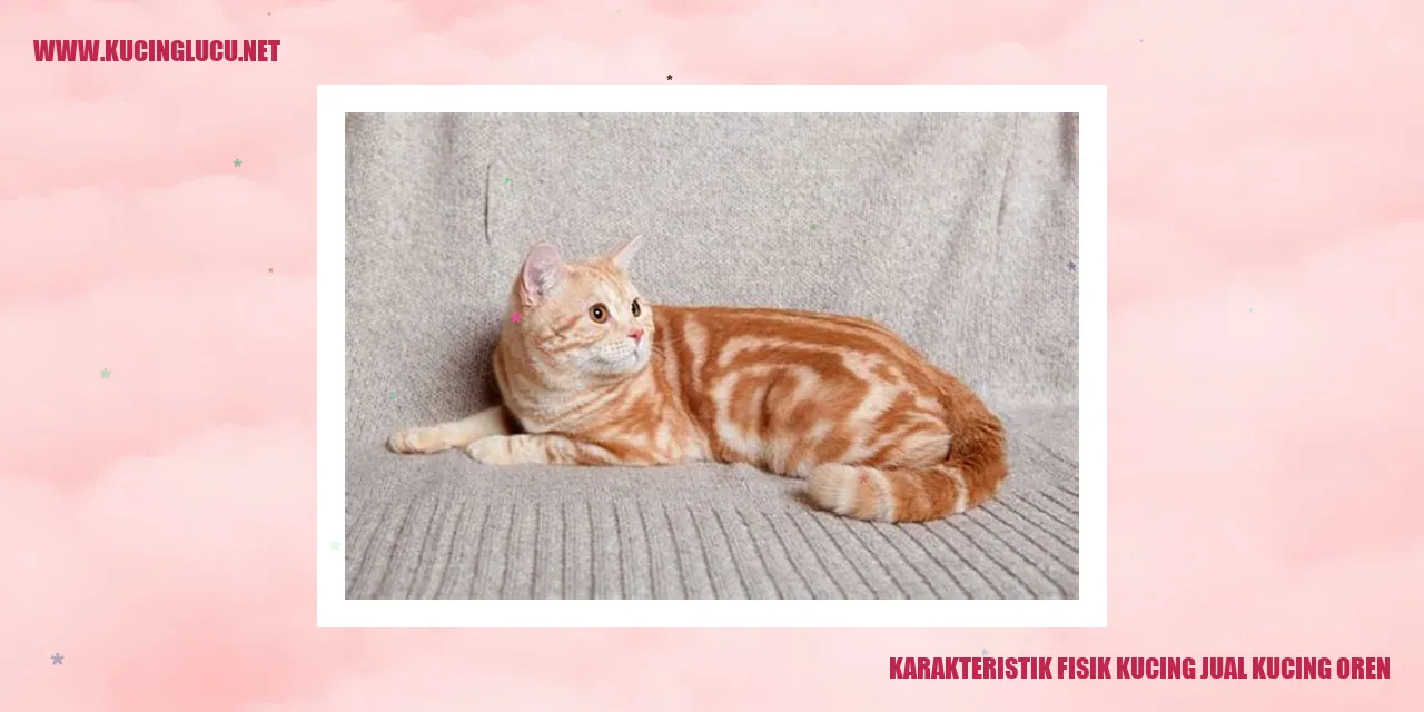 Karakteristik Fisik Kucing jual kucing oren