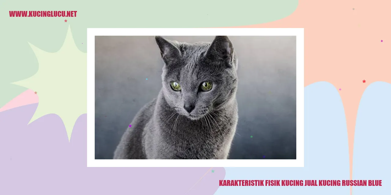 Kucing Russian Blue