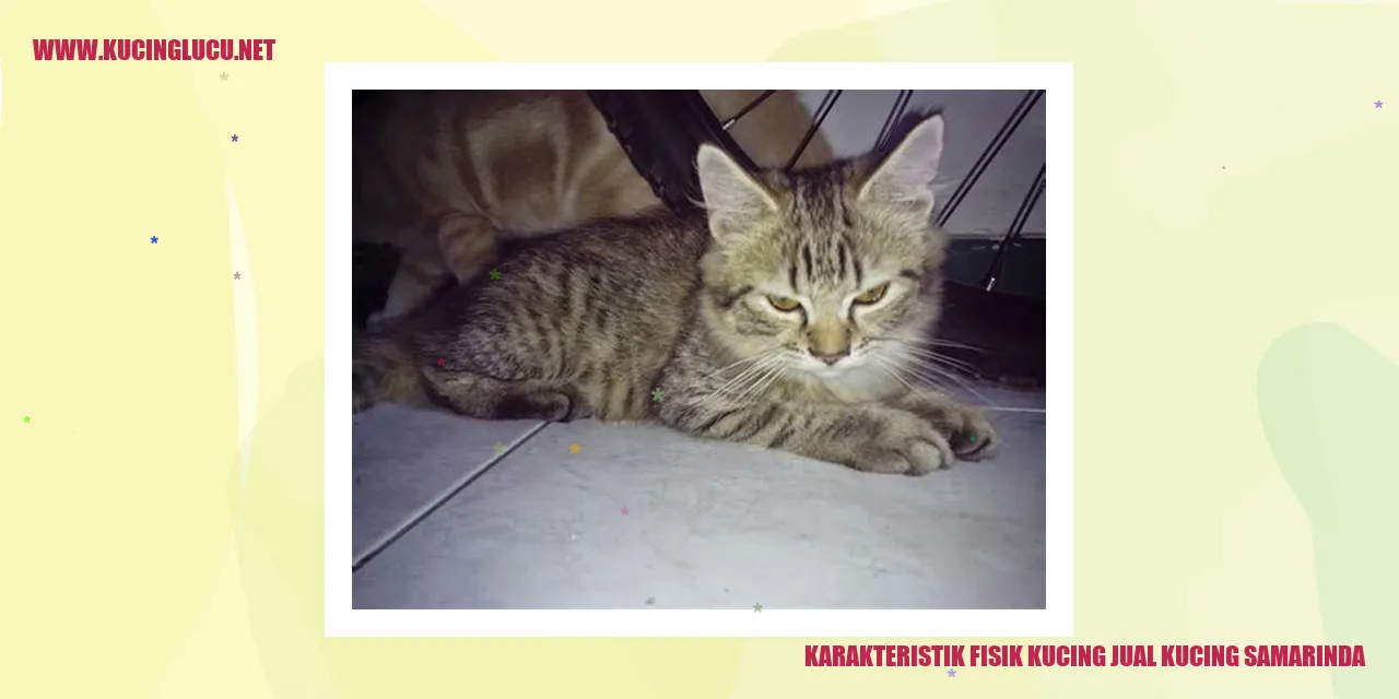 Karakteristik Fisik Kucing