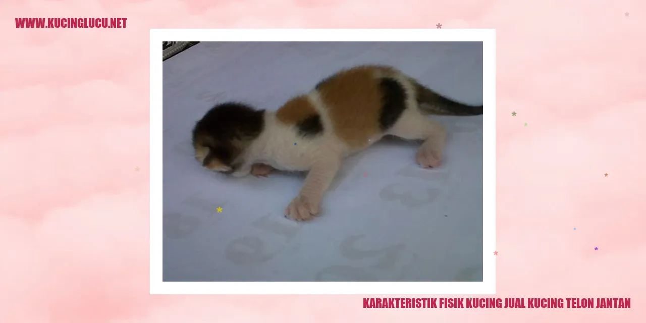 Karakteristik Fisik Kucing Jagoan Kucing Tertutup Satria