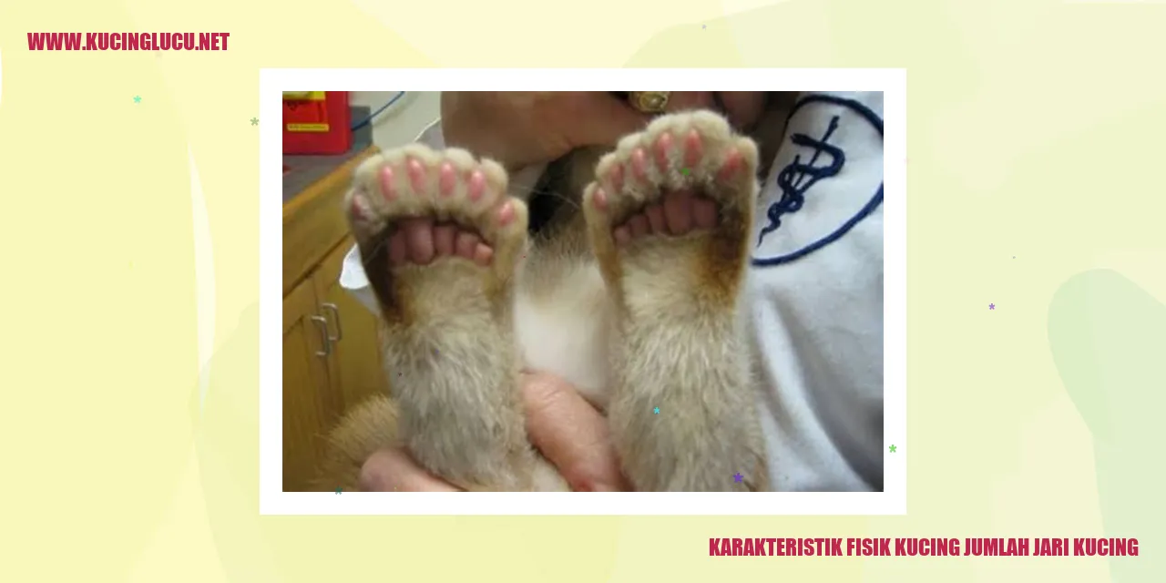 Karakteristik Fisik Kucing jumlah jari kucing