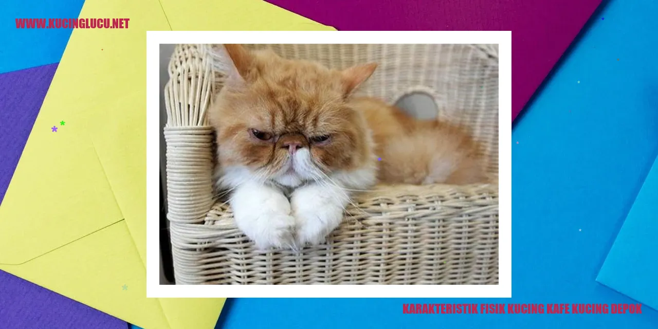 Karakteristik Fisik Kucing Kafe Kucing Depok