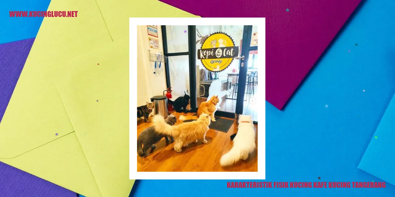 Karakteristik Tubuh Kucing di Kafe Kucing Tangerang