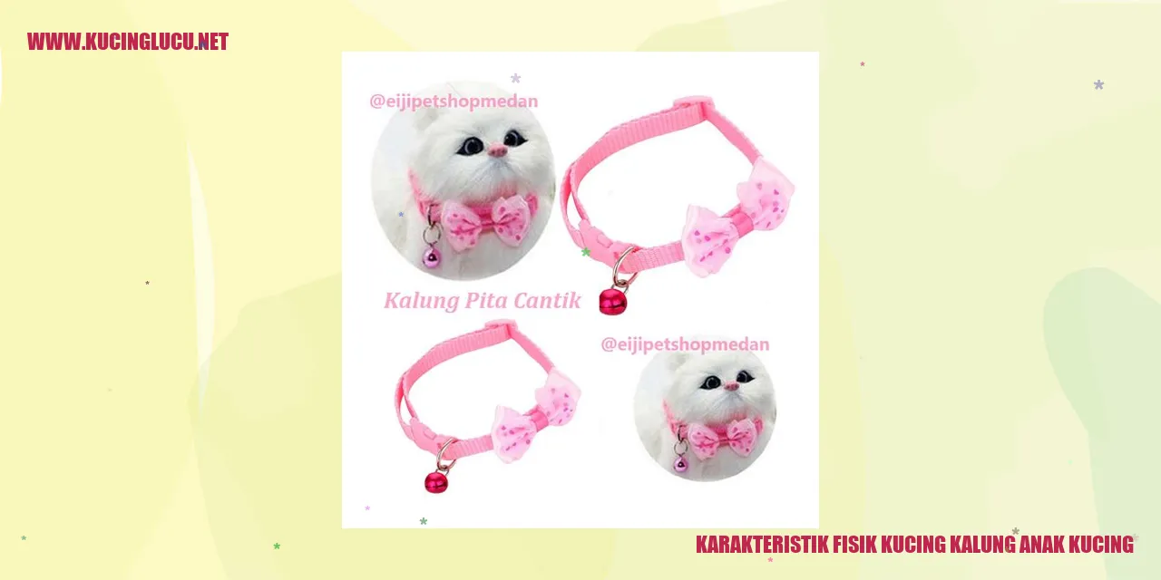 Anak Kucing