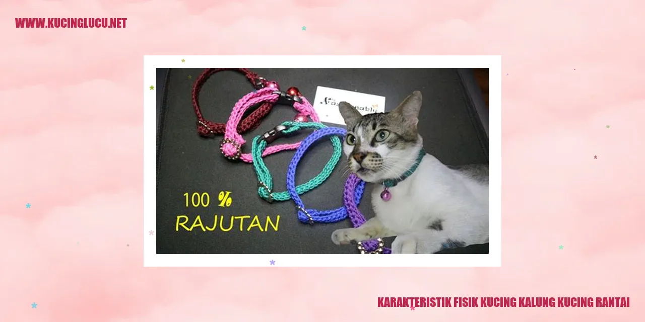 Karakteristik Fisik Kucing Kalung Kucing Rantai