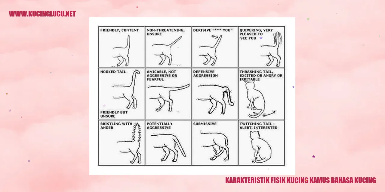 Karakteristik Fisik Kucing
