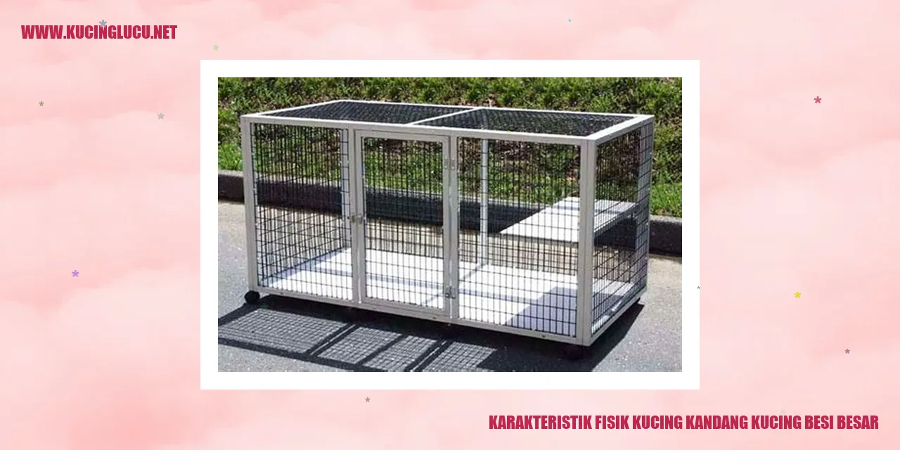 Karakteristik Fisik Kucing kandang kucing besi besar