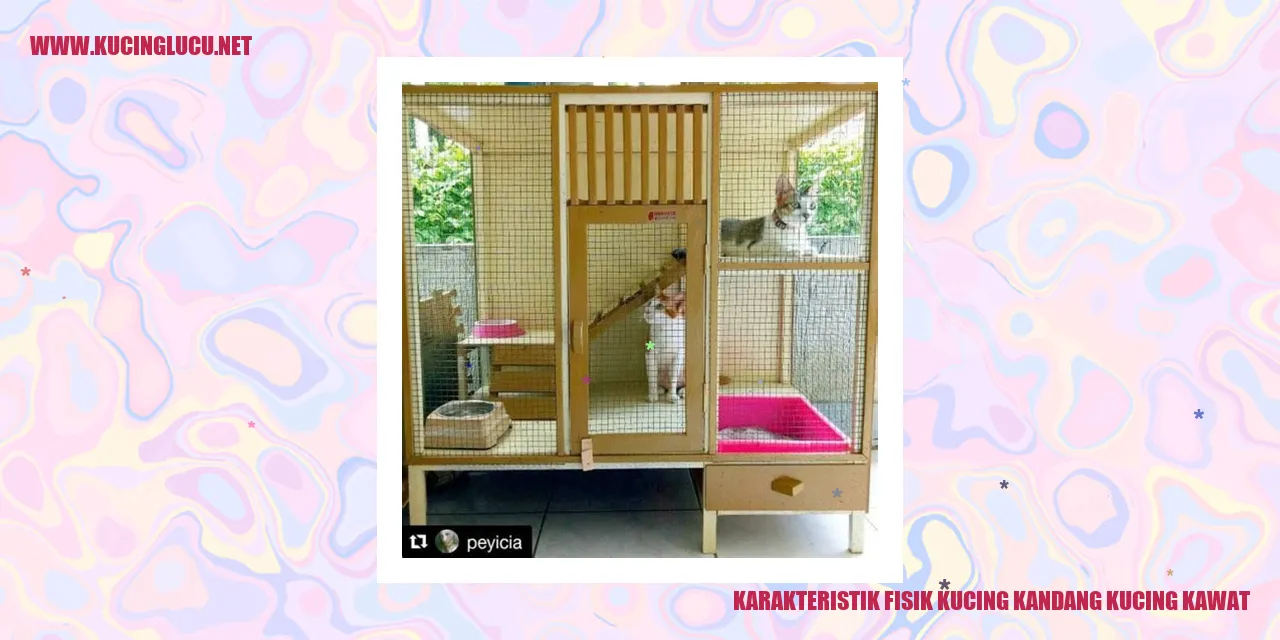 gambar kucing kandang kucing kawat