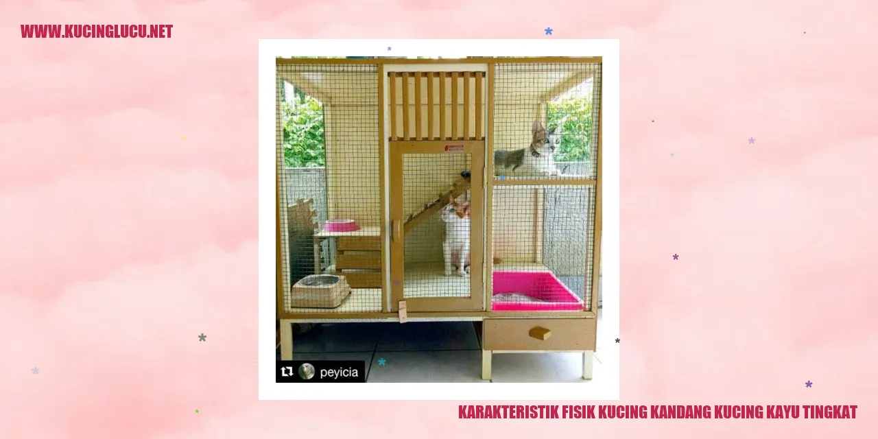 Karakteristik Fisik Kucing Kandang Kucing Kayu Tingkat