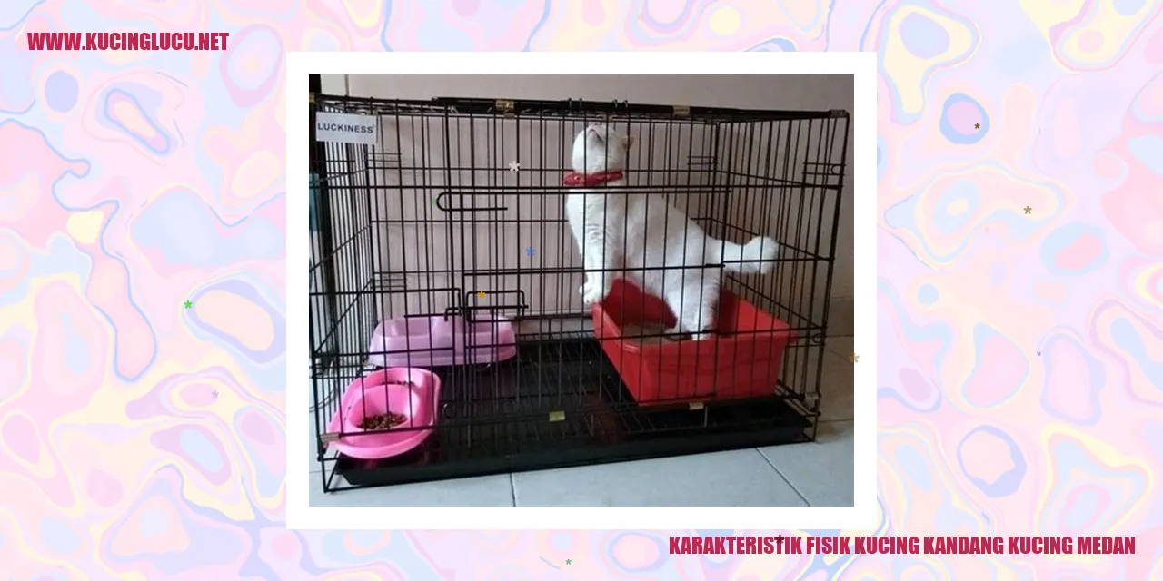 Kucing Kandang Medan
