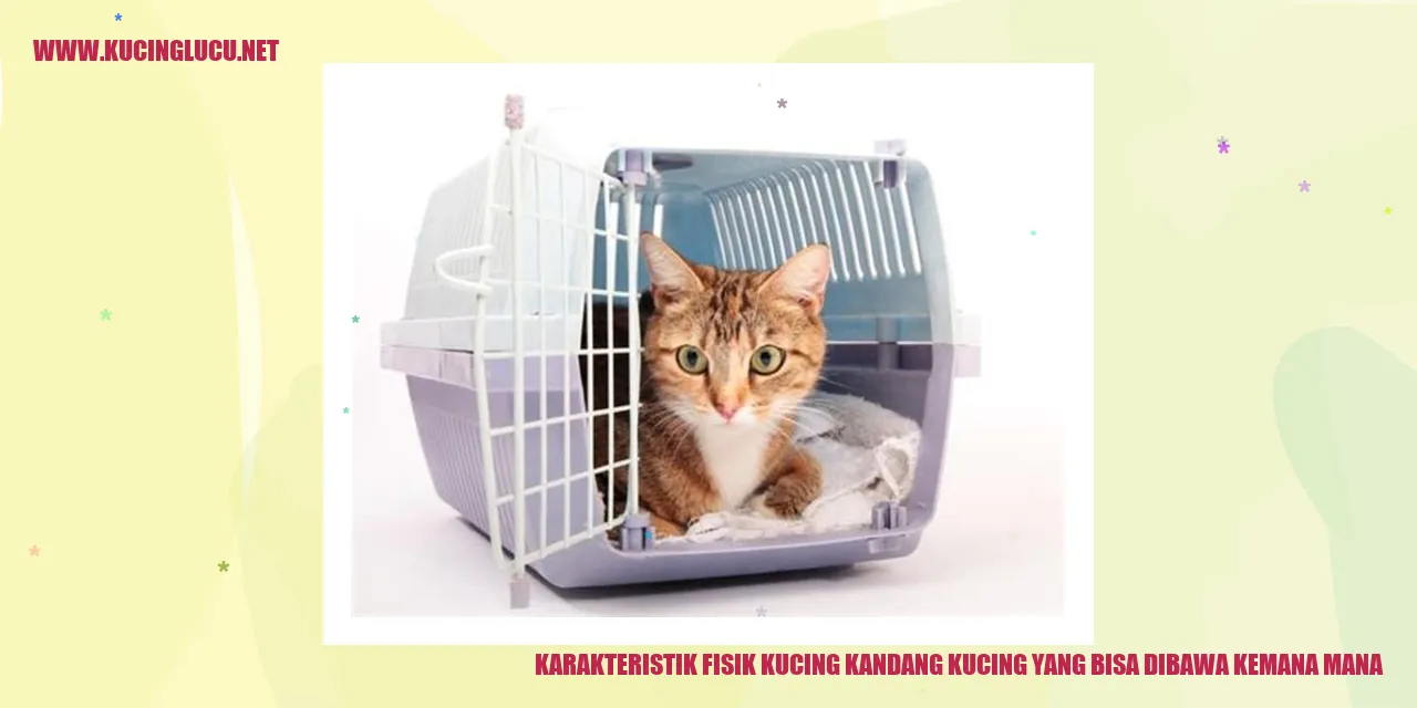 Karakteristik Fisik Kucing Kandang yang Bisa Dibawa Kemana-mana