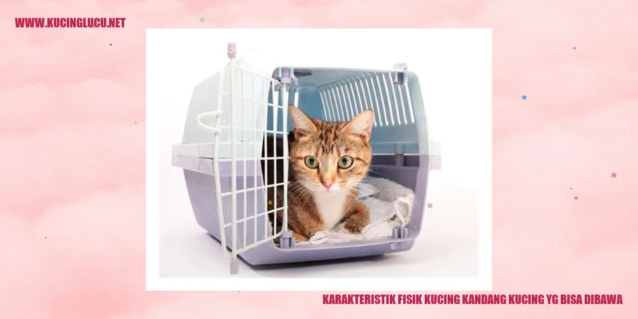 gambar kucing kandang yang bisa dibawa
