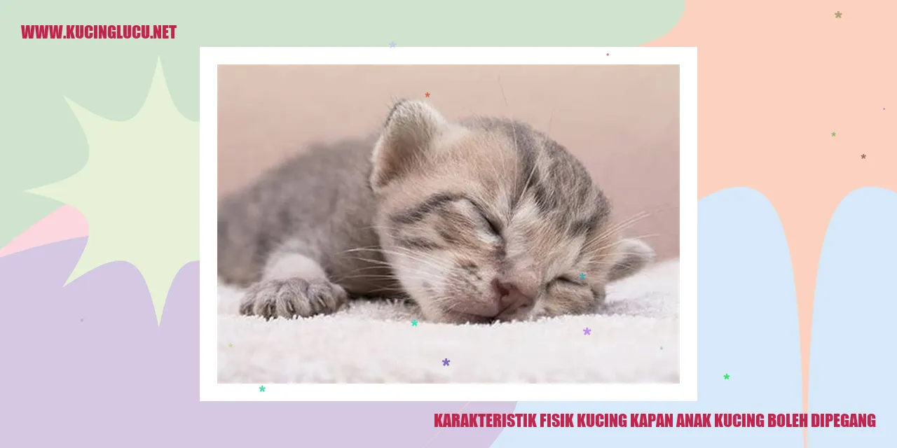 Gambar Kucing