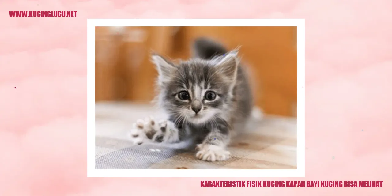 Bayi kucing sedang melihat