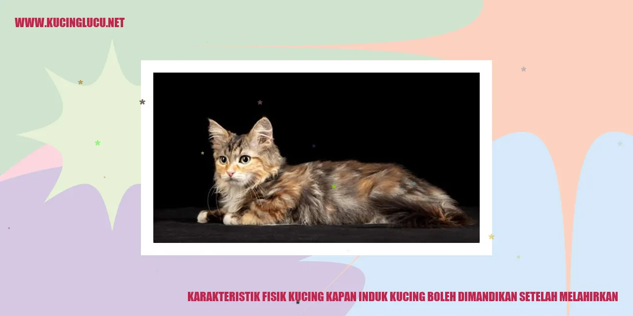 Karakteristik Fisik Kucing