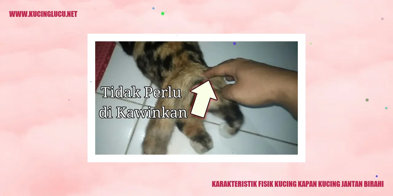 Karakteristik Fisik Kucing kapan kucing jantan birahi