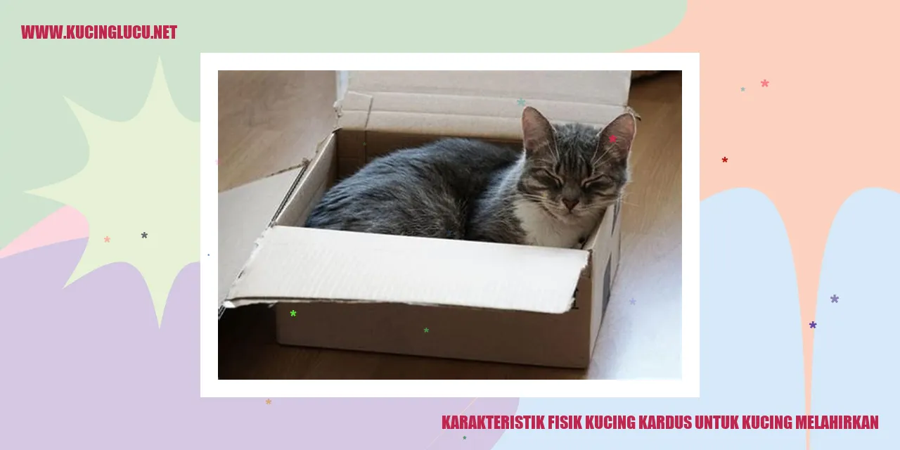 gambar kucing di dalam kardus