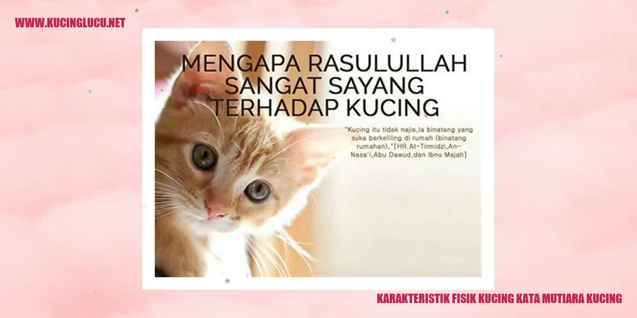 Gambar Kucing