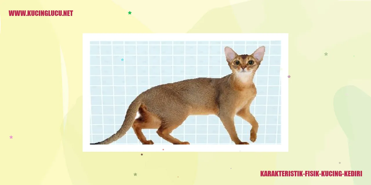 Karakteristik Fisik Kucing Kediri
