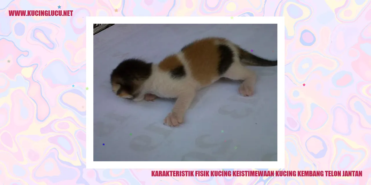 Karakteristik Fisik Kucing keistimewaan kucing kembang telon jantan