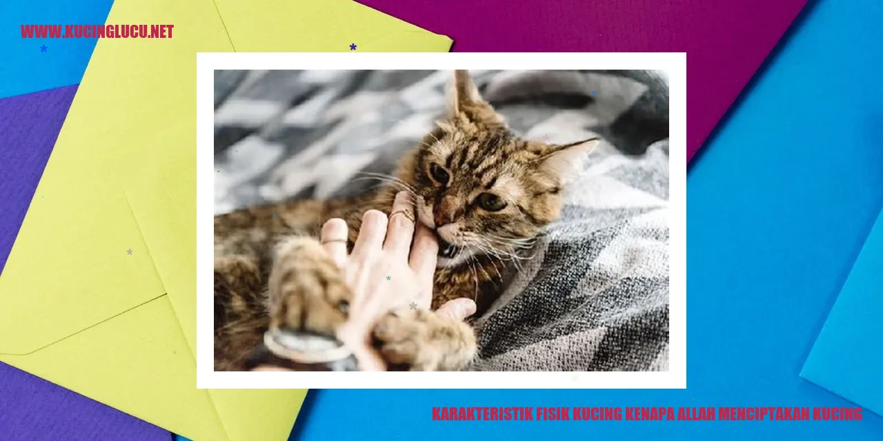 Kecantikan Fisik Kucing