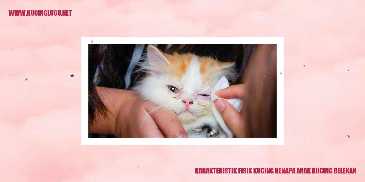 Kucing Belekan