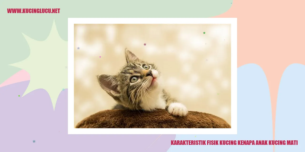 Gambar Kucing