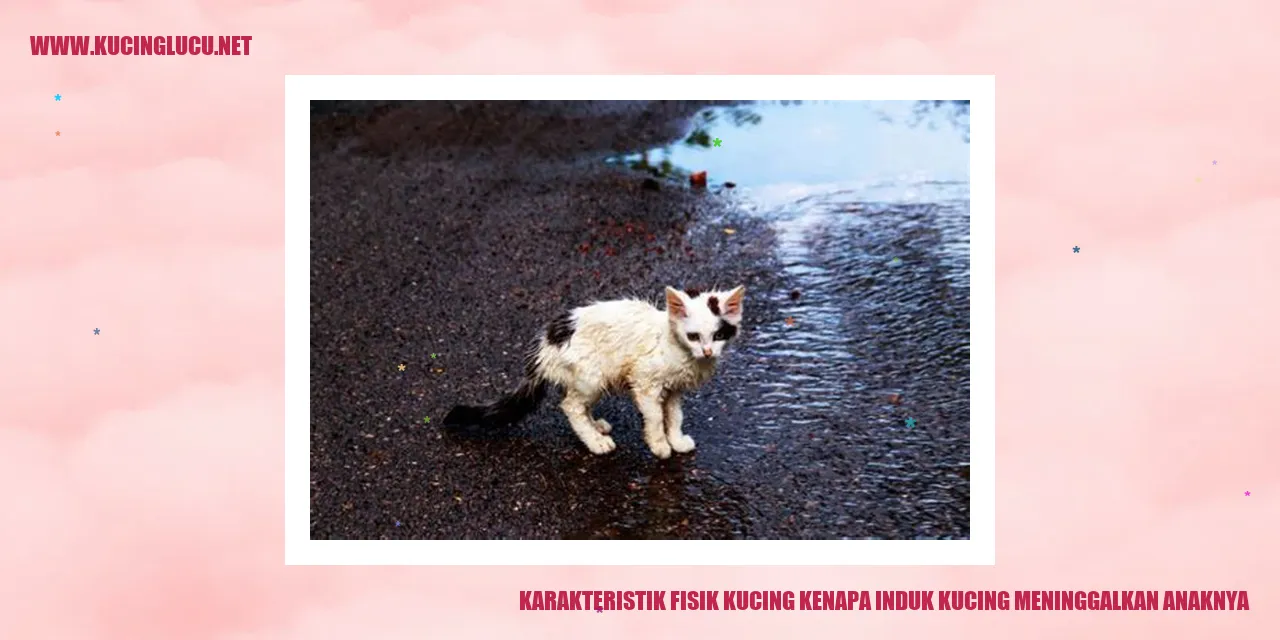 Karakteristik Fisik Kucing dan Alasan Induk Meninggalkan Anaknya