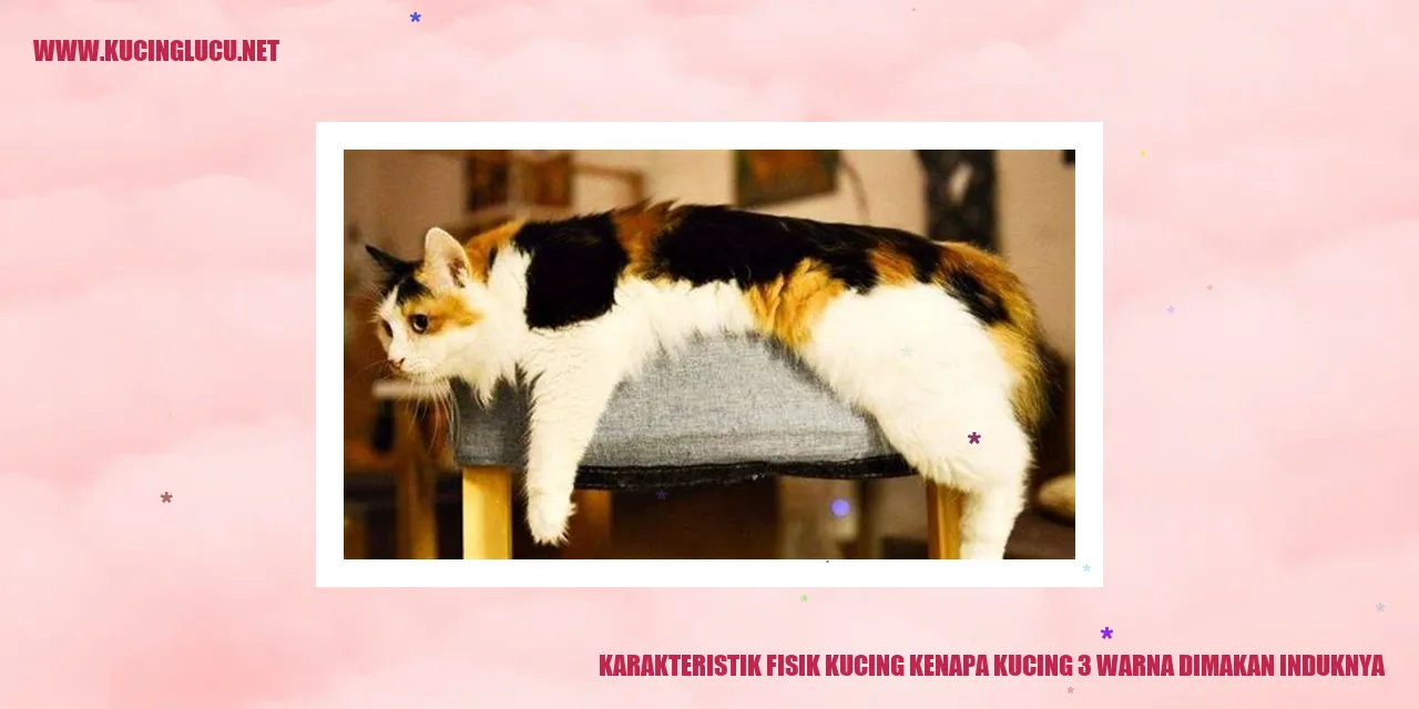 gambar kucing tiga warna