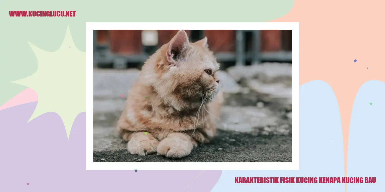 Kucing Lucu