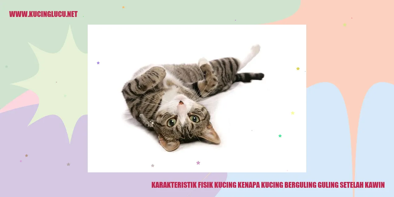 Gambar Kucing Rolling-Rolling Setelah Kawin