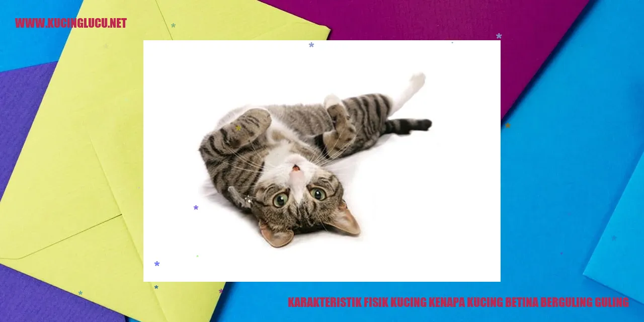 Kucing Betina Berguling-guling