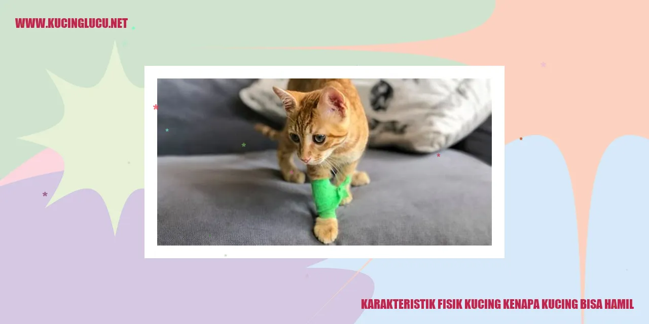 Karakteristik Fisik Kucing kenapa kucing bisa hamil
