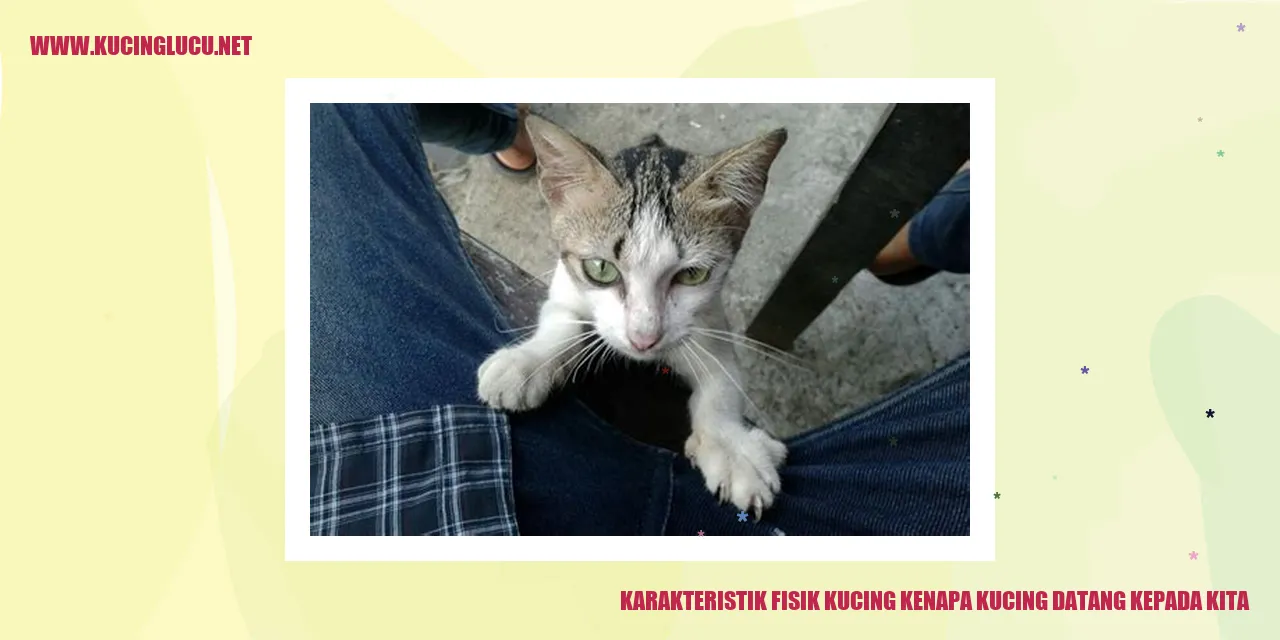 Karakteristik Fisik Kucing kenapa kucing datang kepada kita