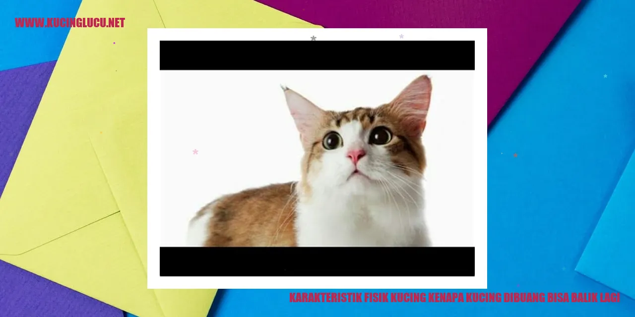 Karakteristik Fisik Kucing dan Mengapa Kucing Bisa Kembali Setelah Dibuang
