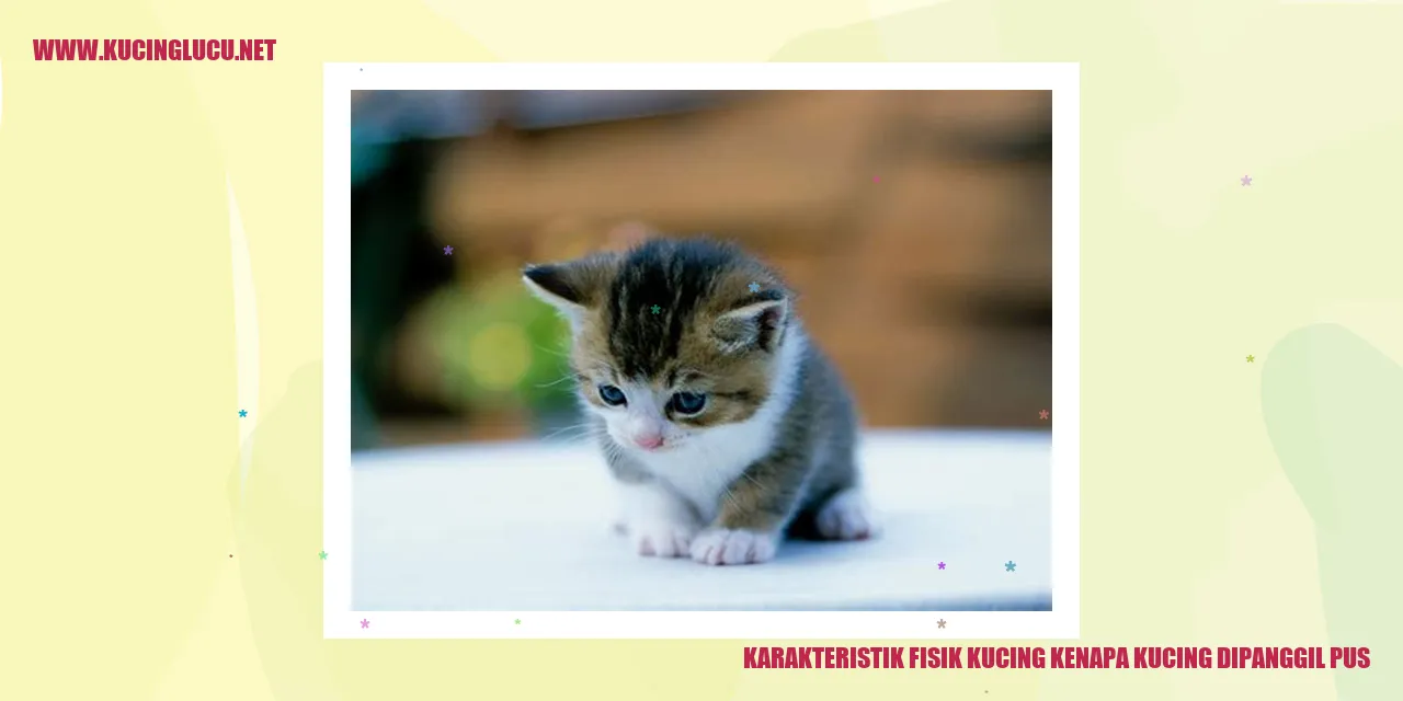 Karakteristik Fisik Kucing
