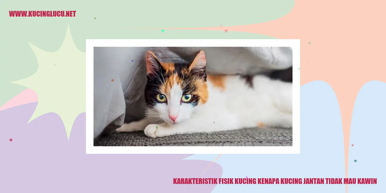 Gambar Karakteristik Fisik Kucing kenapa kucing jantan tidak mau kawin