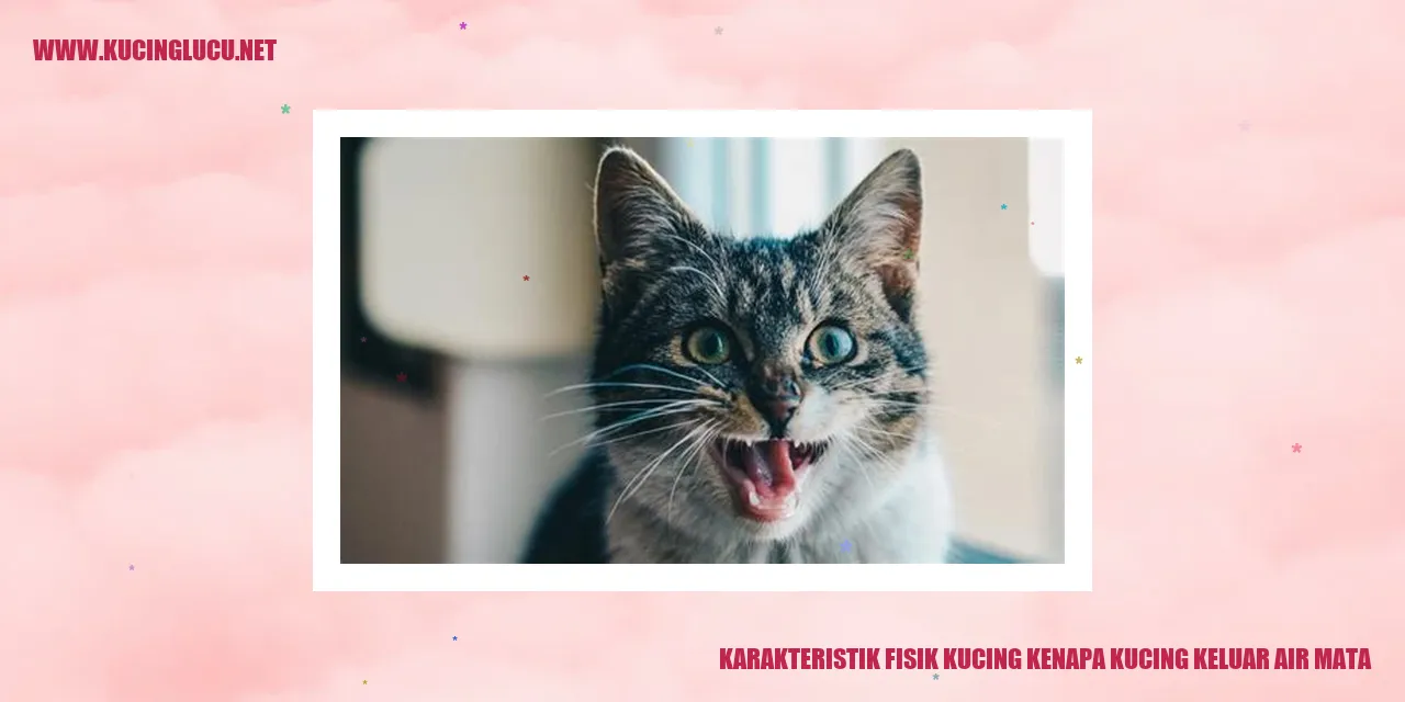 Karakteristik Fisik Kucing kenapa kucing keluar air mata