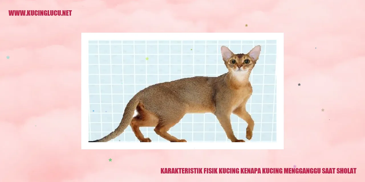 Karakteristik Fisik Kucing