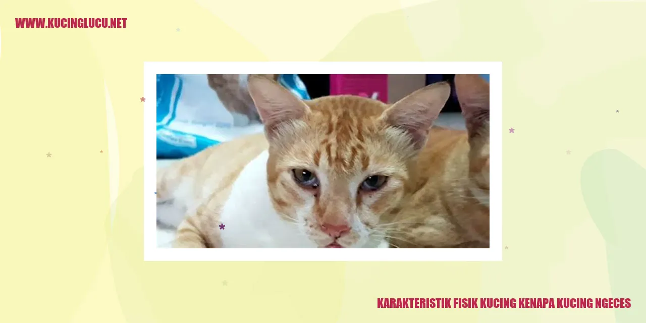 Karakteristik Fisik Kucing yang Menggemaskan