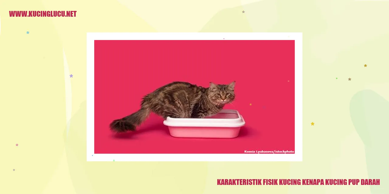 Karakteristik Fisik Kucing dan Mengapa Kucing Bisa Pup Darah