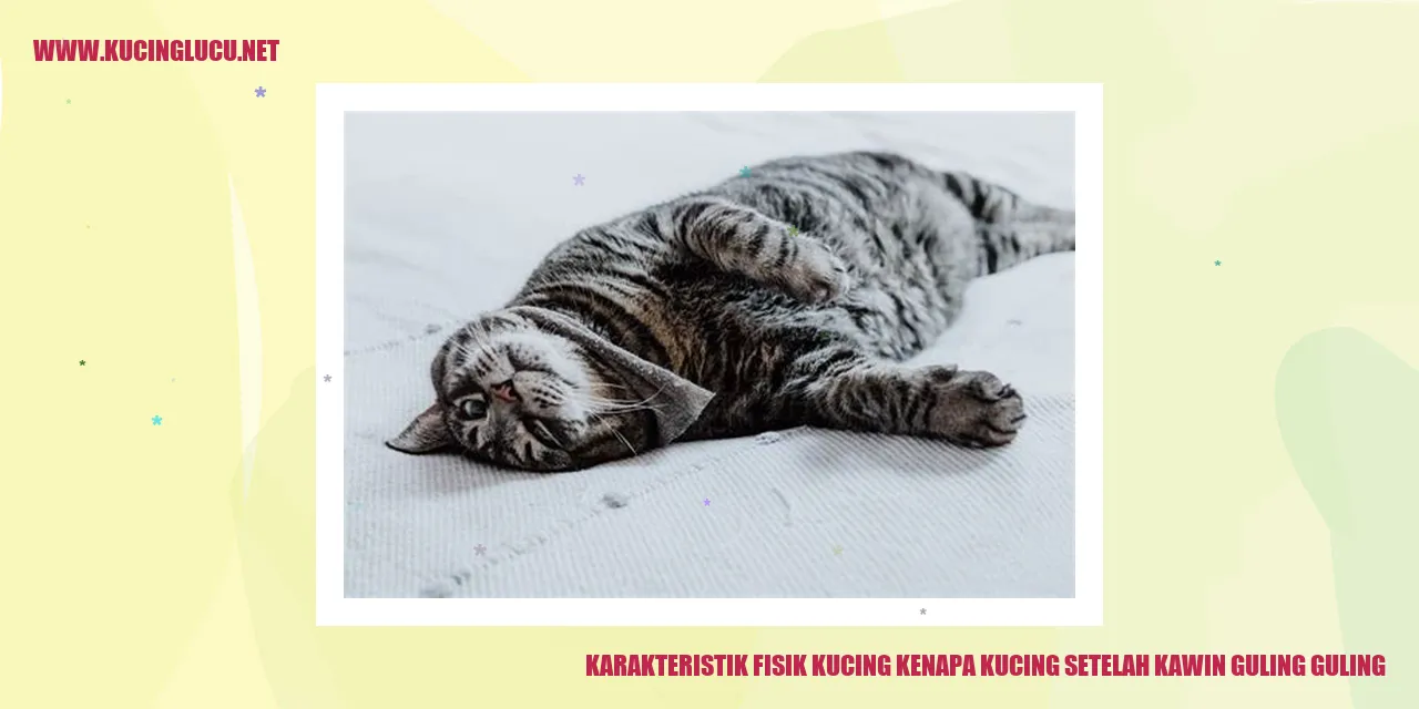 Gambar Lucu Kucing Guling-guling