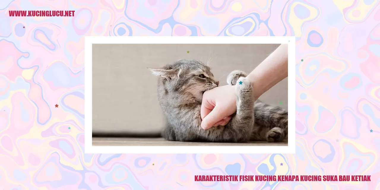 Karakteristik Tubuh Kucing: Mengapa Kucing Menyukai Bau Ketiak