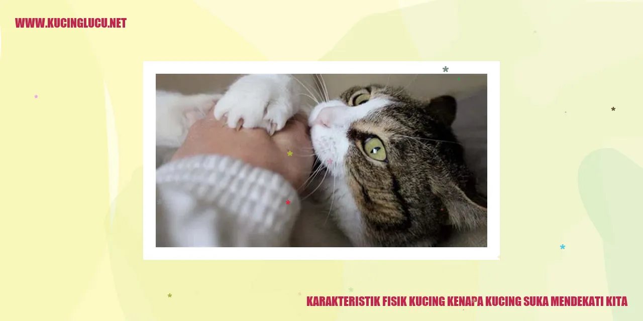 Karakteristik Fisik Kucing