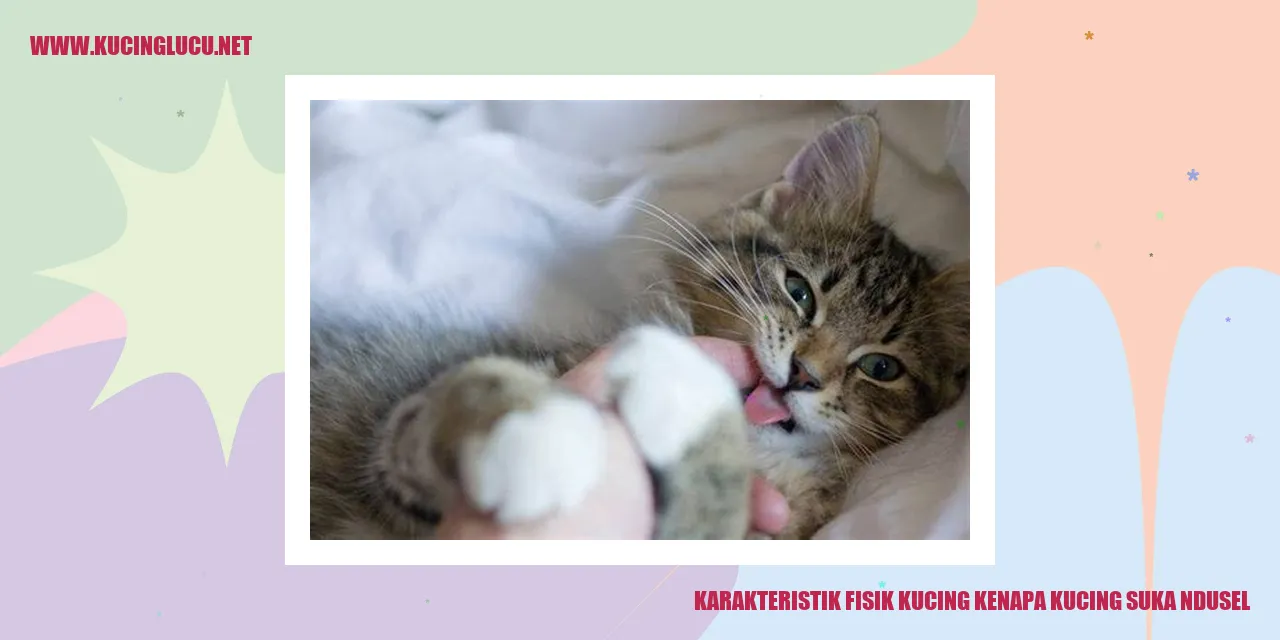 Karakteristik Fisik Kucing