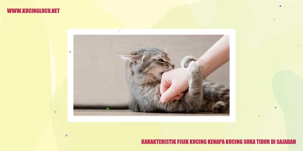 Gambar kucing tidur di sajadah