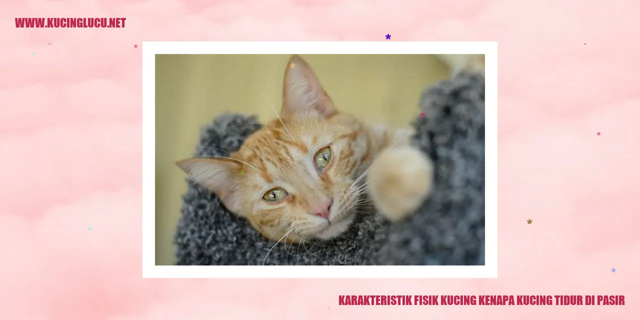 Karakteristik Fisik Kucing kenapa kucing tidur di pasir